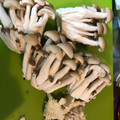 tamasarada's cooksnap of when they made 割いてからで簡単！しめじの石づき切り方.