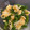 てちみかん's cooksnap of when they made レンジで簡単♪ 小松菜の煮びたし.