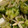 クックLZ7E8G☆'s cooksnap of when they made ブロッコリーときのこの生姜オイスター炒め.