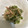りんちゅとボス's cooksnap of when they made 簡単！かいわれとジャコの塩昆ごま油和え！.