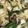 クック4Z6AJS☆'s cooksnap of when they made 菜の花と鶏肉のOilパスタ♪.