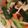 蒼井音子's cooksnap of when they made いかくんサラダ♪〜学校給食編.