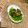 クック1V5K8H☆'s cooksnap of when they made ★蓮根の挽肉挟み揚げ☆.