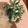 105♡'s cooksnap of when they made 山葵ぴりっ！菜の花のクリームチーズ和え♪.