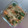 チコリママ's cooksnap of when they made 春菊とシラタキと人参の胡麻和え.