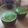 haru5214's cooksnap of when they made 春菊りんごキウイ グリーンスムージー.