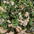 あろま花子's cooksnap of when they made 春菊と舞茸の香り豊かな豚の炒め煮☆.