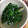 やんしゅ's cooksnap of when they made ちぢみほうれん草としらす和え.