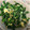 クックFNU1SV☆'s cooksnap of when they made 菜の花の卵とじ・バター風味.