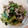ぴちた☆'s cooksnap of when they made 菜の花と鶏ささみの梅和え.