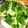 夕飯は６時です's cooksnap of when they made エシャレットとみず菜のサラダ.
