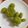 ながぴー♧'s cooksnap of when they made 簡単★抹茶ベースのマフィン.