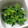 tamago大好き's cooksnap of when they made 菜の花のマヨからし和え.