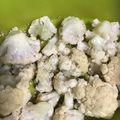 お願いひつじ's cooksnap of when they made お弁当に☆カリフラワーの簡単胡麻和え♪♪.