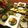 ♡ひな祭り♡'s cooksnap of when they made 里芋の煮物.
