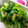 ハチ8コロ8's cooksnap of when they made 菜の花の粒マスタード和え【作り置き】.