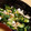 みきっっ's cooksnap of when they made ささみと梅たたききゅうり.