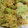 ぱんだばぁ。's cooksnap of when they made エビと空豆の天ぷら.