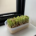 Aokokko♩'s cooksnap of when they made 古くなったお弁当箱で豆苗栽培.