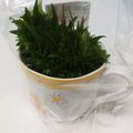 Pleasure19's cooksnap of when they made 超おすすめです♡ 大葉の保存方法.