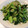 クックE662AA☆'s cooksnap of when they made 小松菜と油揚げの炒め煮.