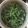 pink_kozou's cooksnap of when they made 春を食らう✿コウサイタイの辛子お浸し.