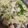 ♡さお姉さん♡'s cooksnap of when they made 簡単10分♡鶏肉ネギ塩パスタ♡.