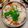 dimbula121's cooksnap of when they made 牡蠣ご飯☆.