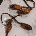 料理勉強中アカウント's cooksnap of when they made にんにくスプラウトの素揚げ.