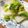 solapapa's cooksnap of when they made シャキシャキ白菜の、昆布茶の浅漬け！.