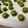 クックXWQ65H☆'s cooksnap of when they made 卵1個で36個！？抹茶ミニマカロン.