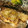 胡麻ちゃん。's cooksnap of when they made サクッとふわっと☆ブリのマスタード焼き.