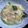 ぷりまめ's cooksnap of when they made かに缶で☆青梗菜のかにあんかけ.