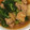 のんびりかおるん's cooksnap of when they made とろける～カブと鶏もも煮こみ料理.