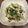 pili0801's cooksnap of when they made レンジで簡単☆水菜と鶏胸肉の塩こんぶ和え.
