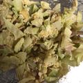 クックZ8J4H4☆'s cooksnap of when they made 春キャベツの季節♩さっぱり春色サラダ♡.