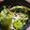 chicchaino's cooksnap of when they made 水菜ともやしのサラダ.