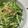 デコレ's cooksnap of when they made 簡単！オクラと水菜とちくわの胡麻和え.