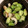 クックZ8J4H4☆'s cooksnap of when they made きゅうり枝豆ちくわのサラダ.