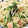 si_＊'s cooksnap of when they made 水菜とえのきとベーコンの柚胡椒炒め.