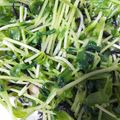 sa1201's cooksnap of when they made 栄養満点＊ひじきと豆苗のおかずサラダ.