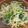 クックVOY1Q3☆'s cooksnap of when they made 男おつまみ　ニラともやしのおひたし.