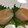 ﾌﾞﾚﾝﾀﾞ's cooksnap of when they made シソ(大葉)の保存方法.