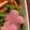 こつゆ514's cooksnap of when they made お弁当に！ゆかり大根＊.