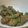 ひぃちゃんひー's cooksnap of when they made 麺つゆで♪簡単・インゲンのゴマ和え.