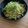 クックHNU00A☆'s cooksnap of when they made ウェイパーでワンパンパスタ.
