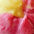 りーとぽん's cooksnap of when they made さつまいもの『茶巾絞り』.