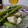 ダイナマイト漆黒's cooksnap of when they made しっとりささみとアスパラのジェノバソテー.