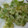 クック9B3D1O☆'s cooksnap of when they made 失敗なし☆からりと揚がるふきのとう天ぷら.