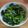 つばきまいこ's cooksnap of when they made 《簡単》あさりと小松菜の酒蒸し.